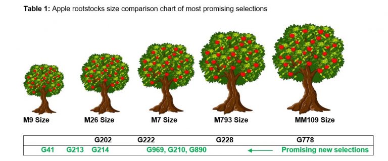 Apple Rootstocks - SAPO